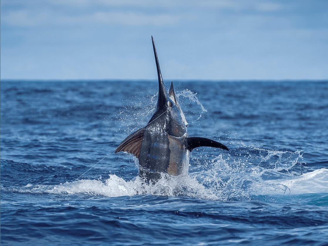 Caribbean Fishing